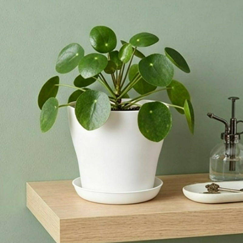 Drenaj Delikli ve Uyumlu Tepsi - Indoor Garden Kit incelemesi ve fiyatı